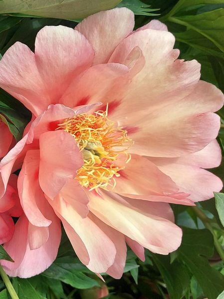 Hovedbilde Paeonia Itoh Magical Mystery Tour