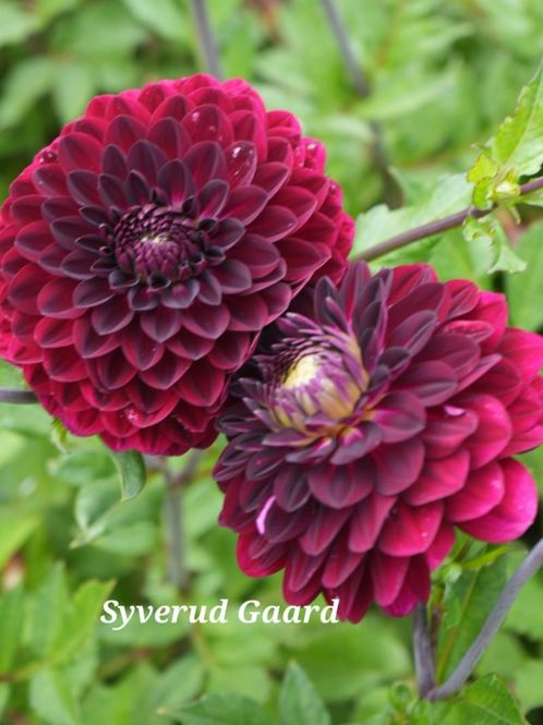 Hovedbilde Dahlia Blue Bird Nyhet 2027
