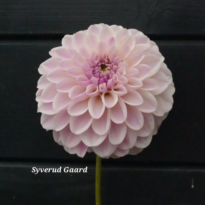 Dahlia Pink Silk 