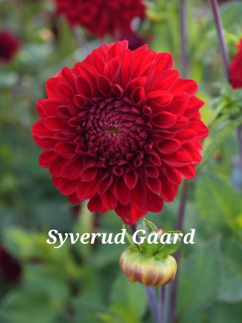 Hovedbilde Dahlia Bizon Danebro Nyhet 2027