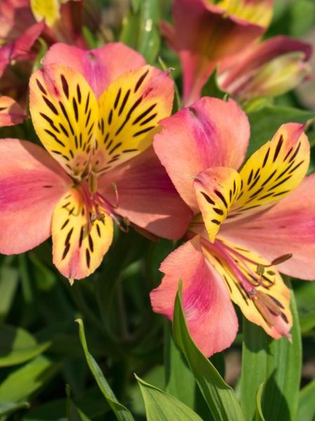 Hovedbilde Alstroemeria Majestic Avrille 1 stykk Nyhet