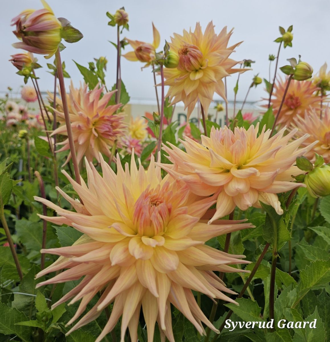 Dahlia Penhill Autumn shade 