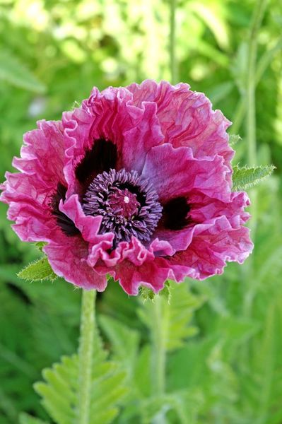 Hovedbilde Papaver orientale Central Park 1 stykk Nyhet