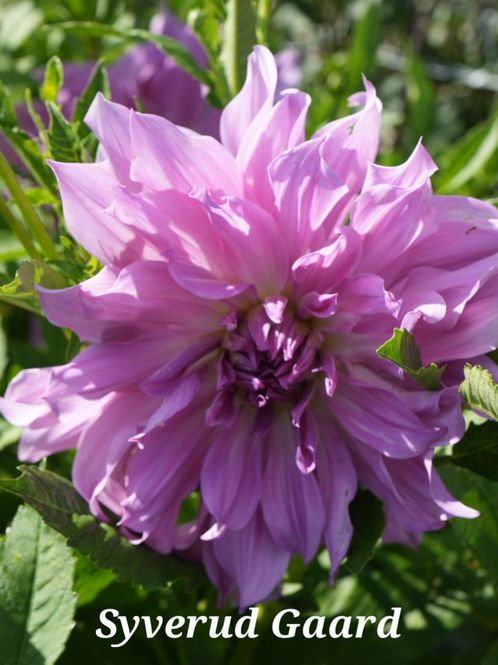 Hovedbilde Dahlia Lavender Ruffles 