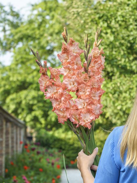 Hovedbilde Gladiolus Blushed Look 10 stykk Nyhet