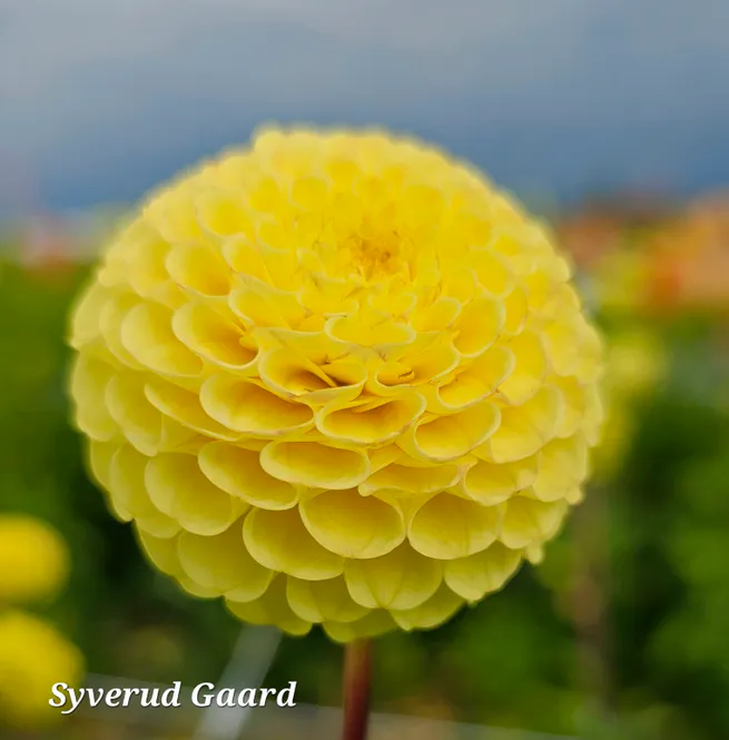 Hovedbilde Dahlia Buttercup