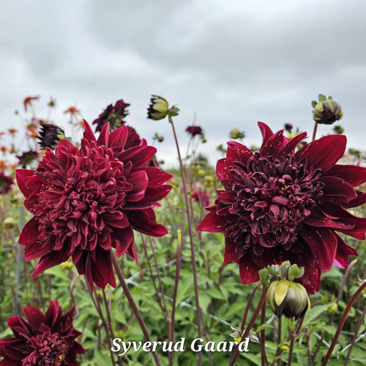 Dahlia Soulman 