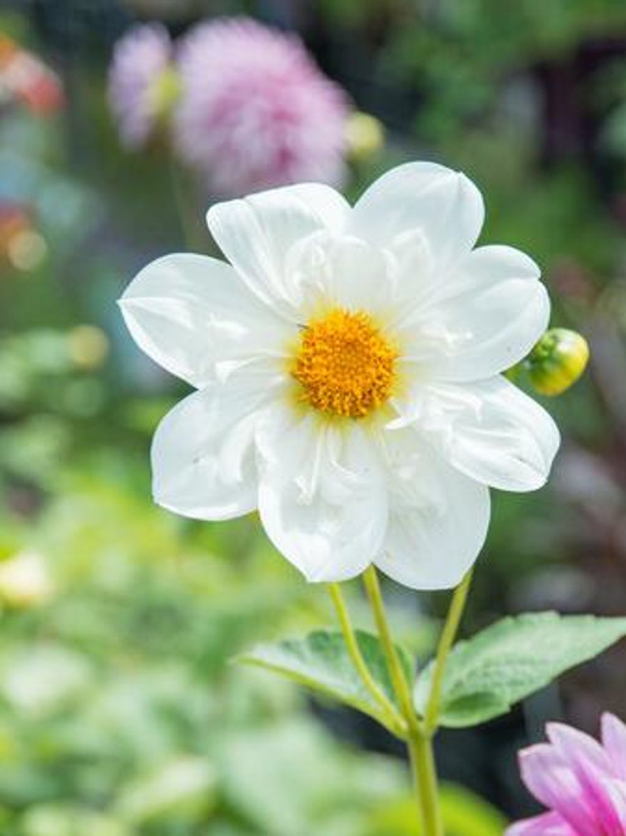 Dahlia Impression Flamenco Nyhet 2026