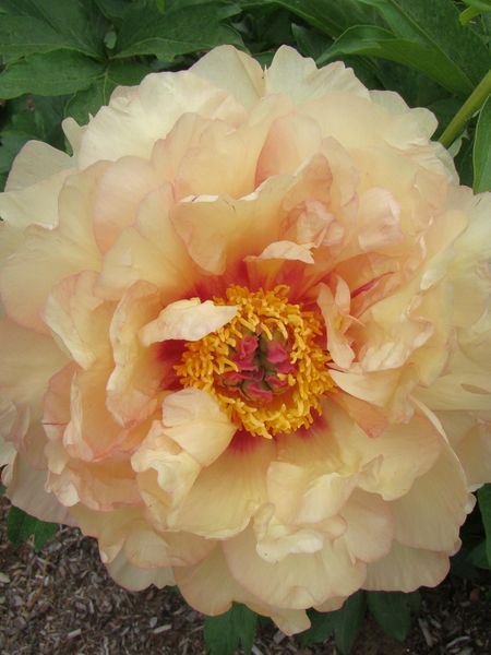 Hovedbilde Paeonia Itoh Magical Mystery Ride Nyhet