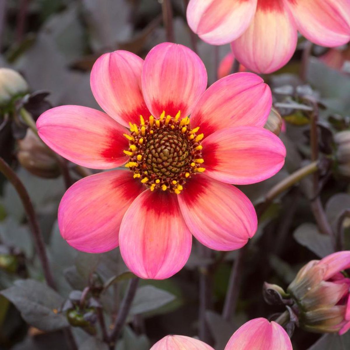 Dahlia Dahlegria Tricolore 