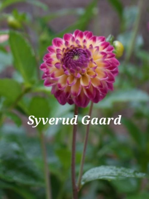 Hovedbilde Dahlia Hapet Daydream Nyhet 2027