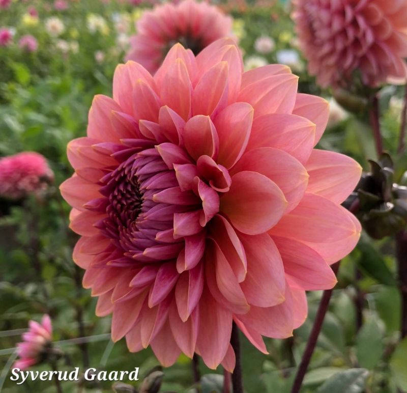 Dahlia Sweet Sanne 