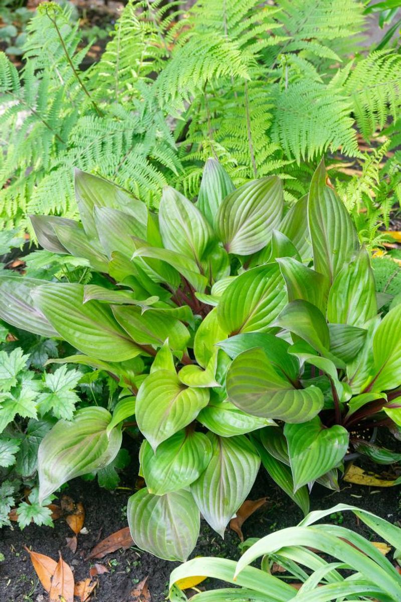 Hosta First Blush 1 stykk