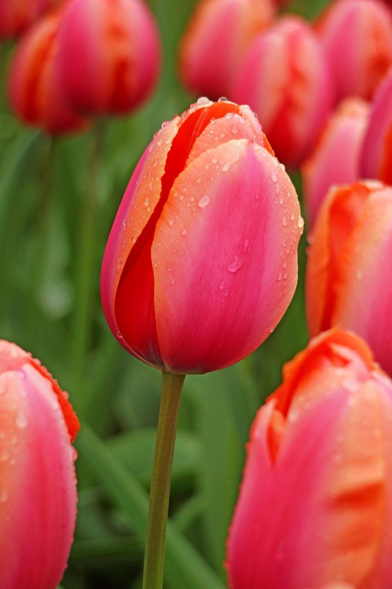 Tulipan Apricot Impression 7 stykk 