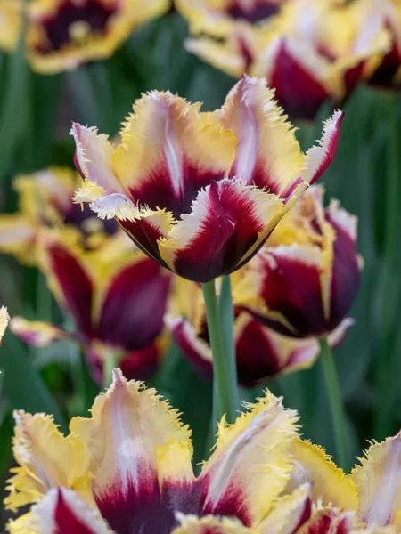 Hovedbilde Tulipan Gavota Special 5 stk Nyhet