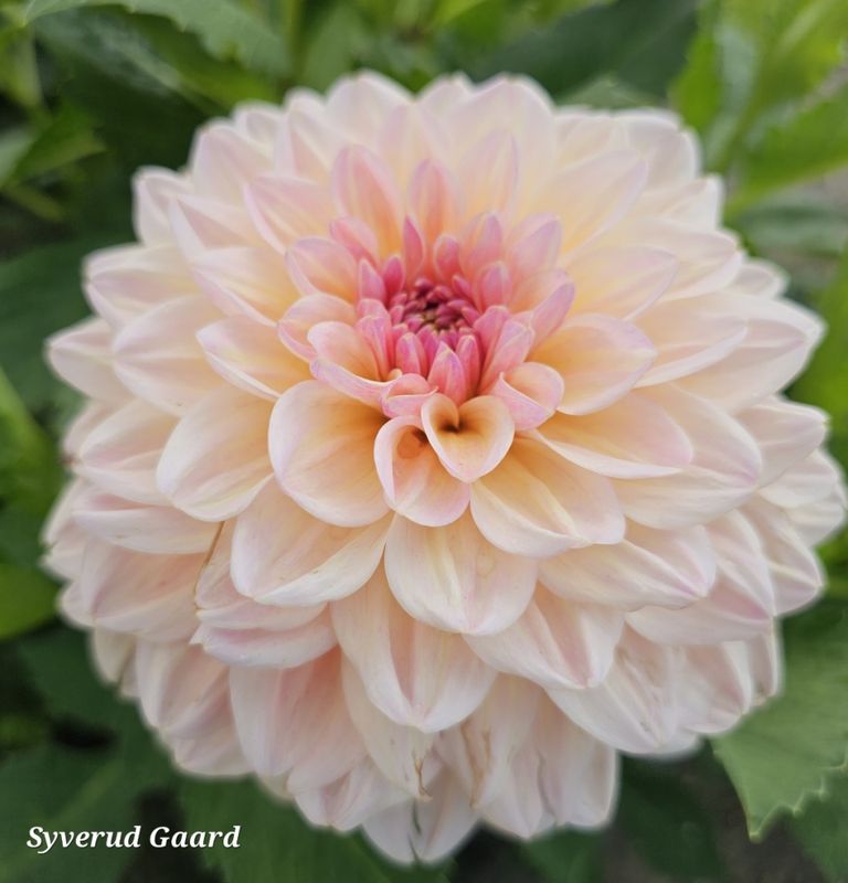 Dahlia Maya  