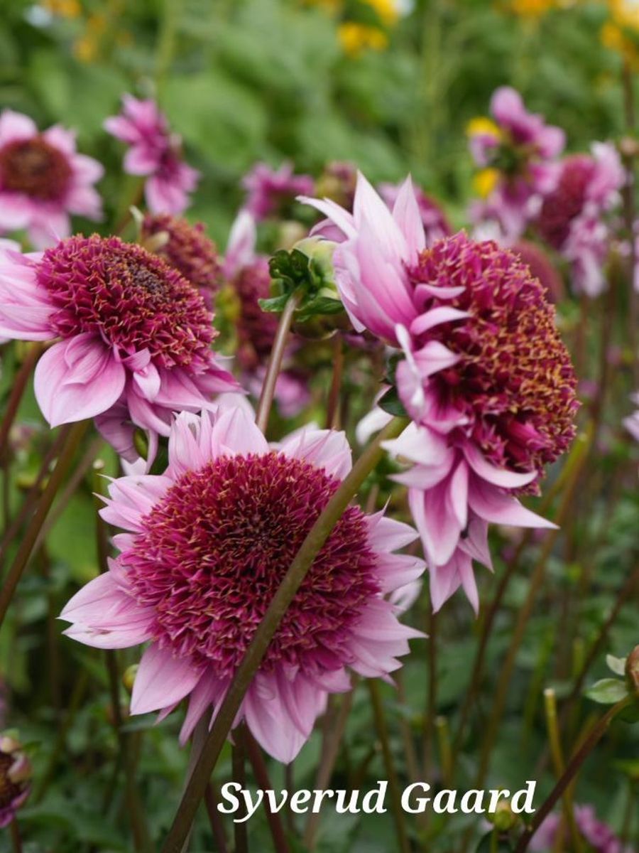Dahlia Raspberry Puff Nyhet 2026