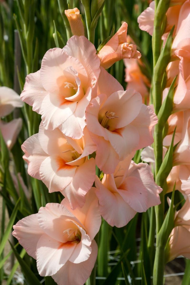 Gladiolus Rigoletto 10 stykk Nyhet