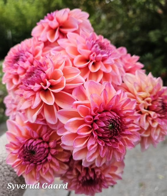 Hovedbilde Dahlia Doris Duke