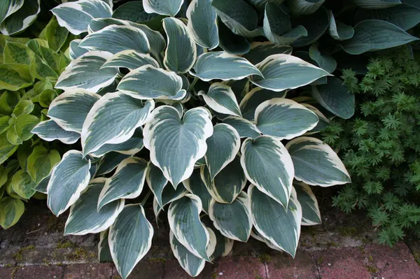 Hovedbilde Hosta El Nino
