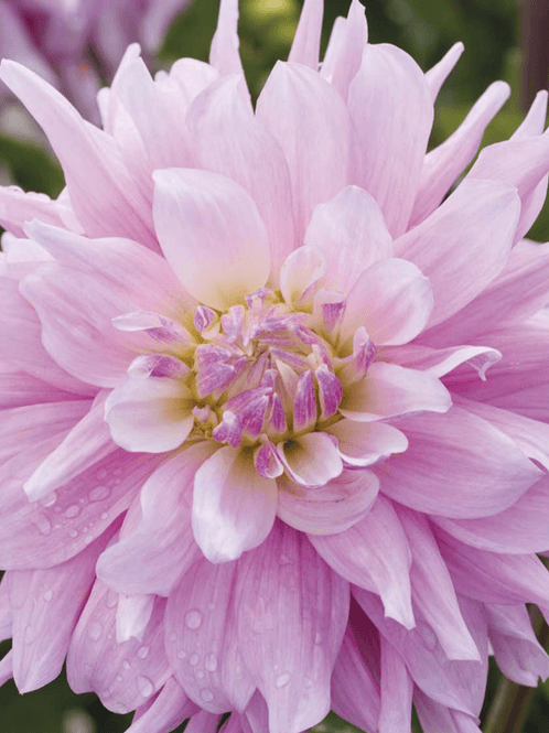 Hovedbilde Dahlia Titan Dulcina Nyhet 2027