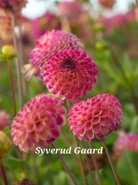 Hovedbilde Dahlia Ryecroft Blackberry Nyhet 2026