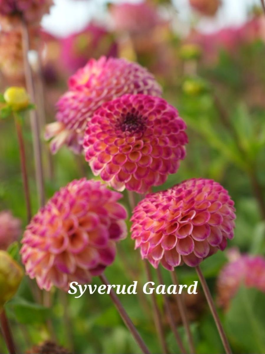 Dahlia Ryecroft Blackberry Nyhet 2026