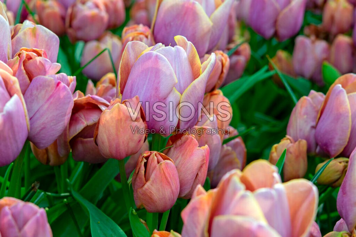 Tulipan Blue Heaven 10 stykk 