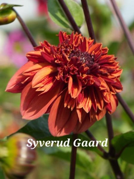 Hovedbilde Dahlia Adam's Choice Nyhet 2026