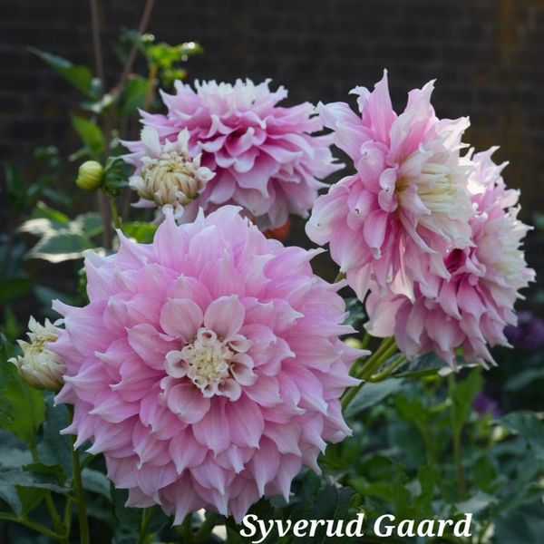 Hovedbilde Dahlia Gitt's Perfection 