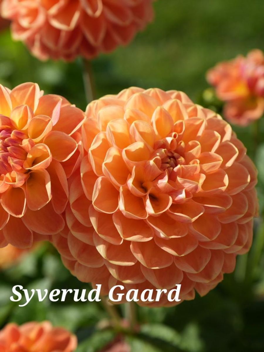 Dahlia Orange Cassini 