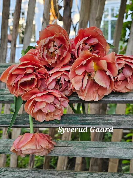 Hovedbilde Tulipan Copper Image 5 stykk 