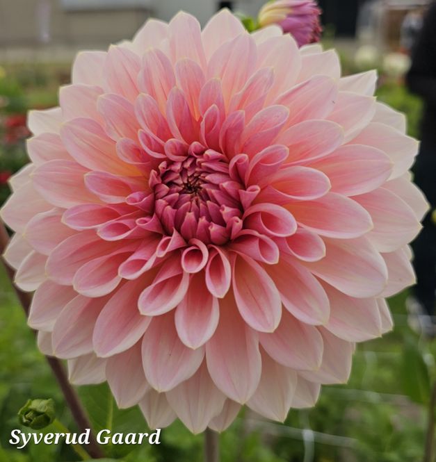 Hovedbilde Dahlia Beauty Queen 