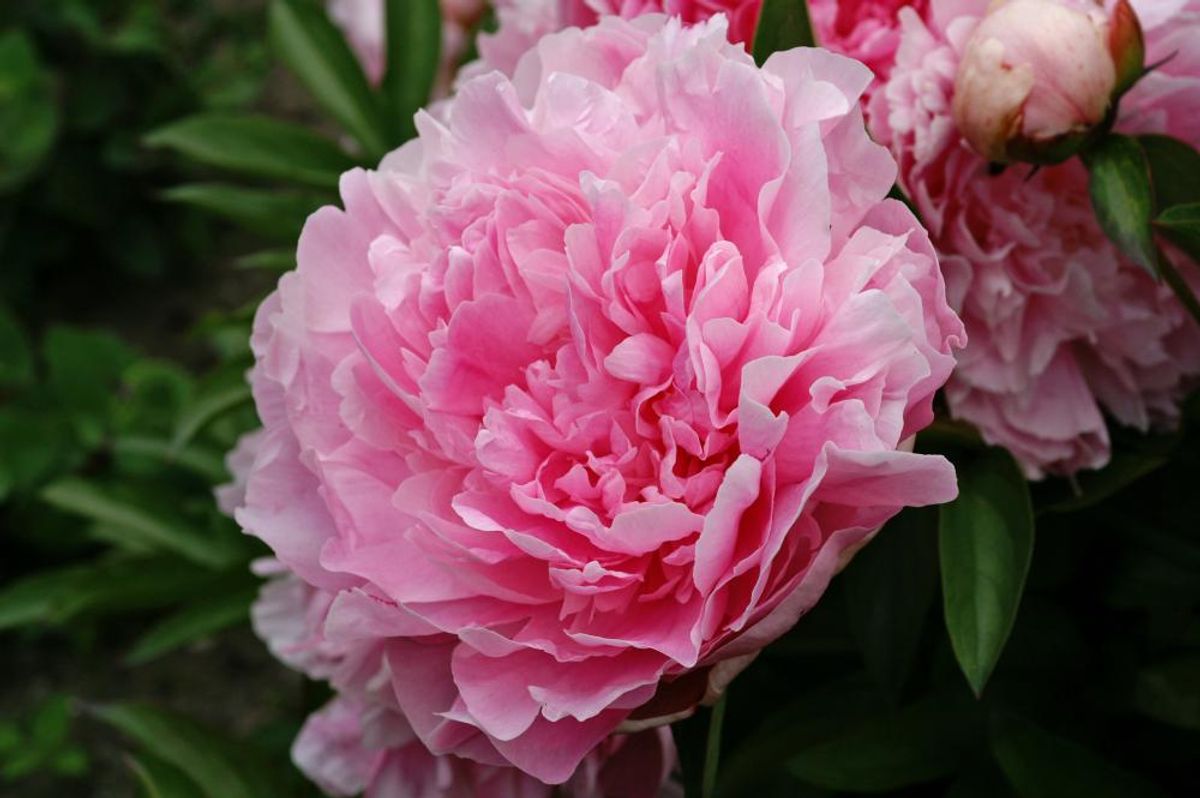 Paeonia Jacorma Nyhet