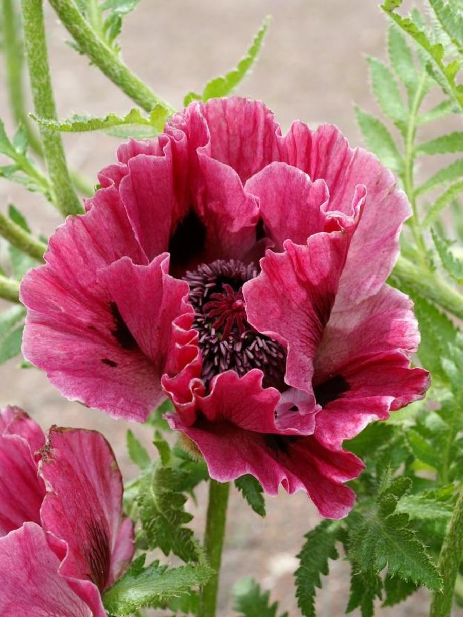 Papaver orientale Harlem 1 stykk