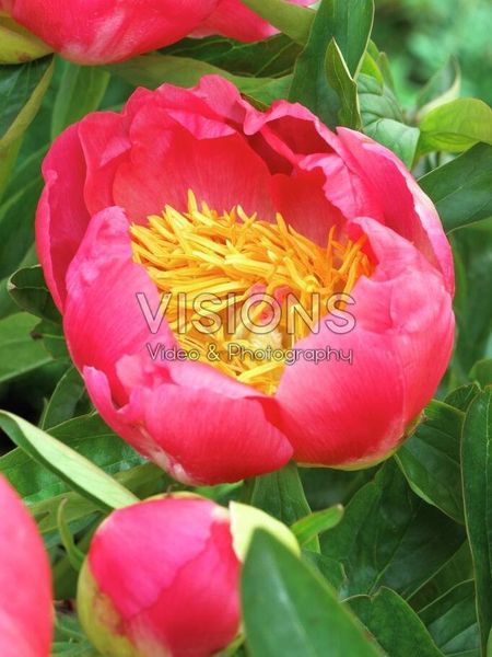Hovedbilde Paeonia Coral n Gold Nyhet