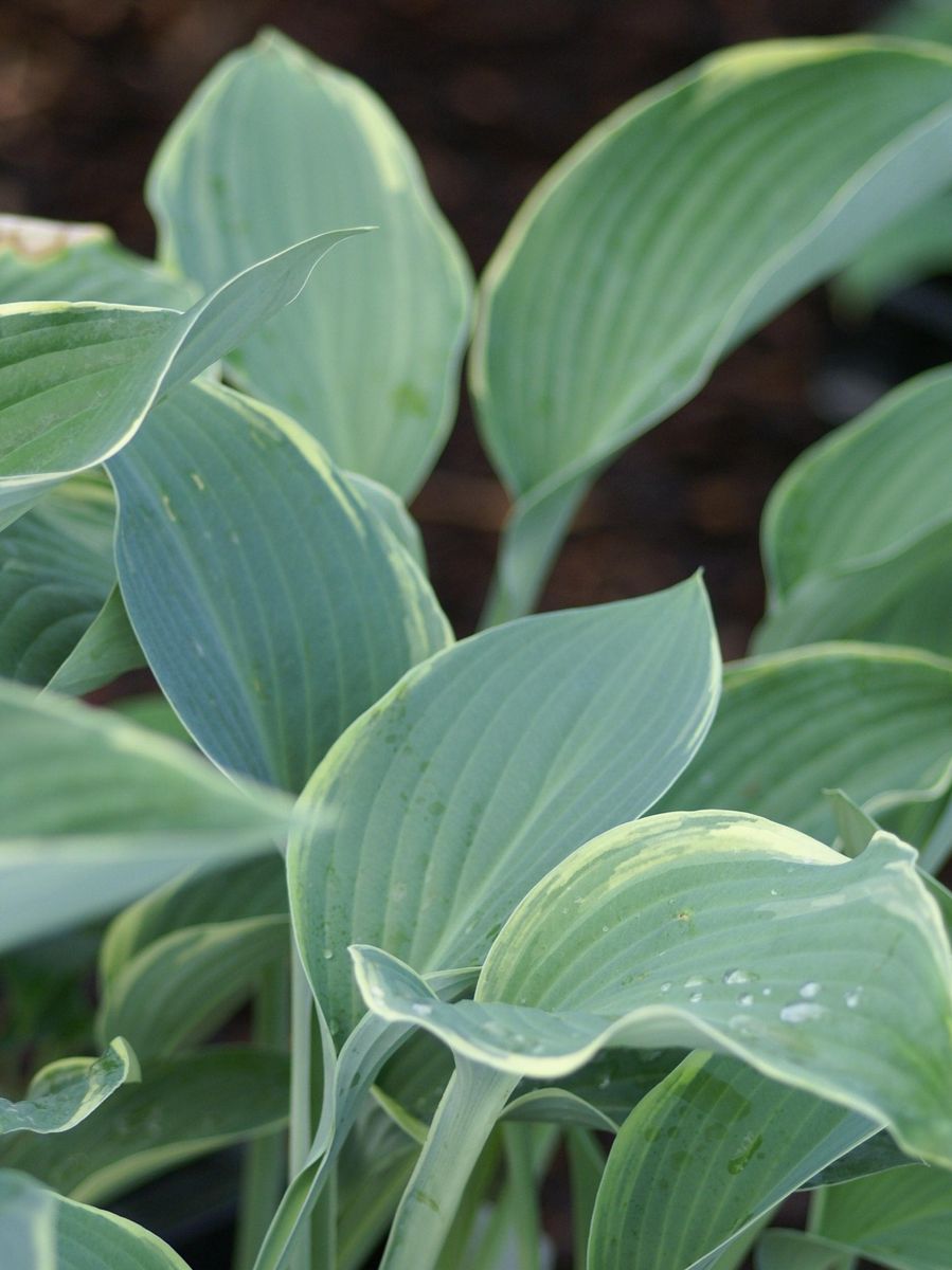 Hosta Regal Splendor 1 stykk Nyhet