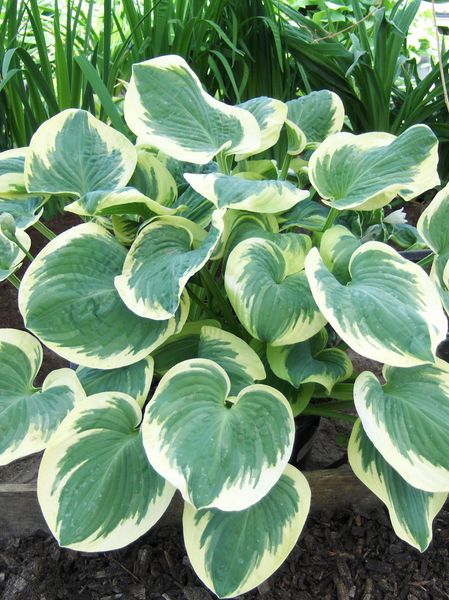 Hovedbilde Hosta Barbara Ann 1 stykk Nyhet