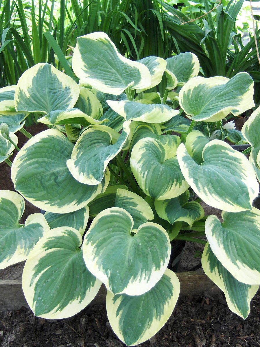 Hosta Barbara Ann 1 stykk Nyhet