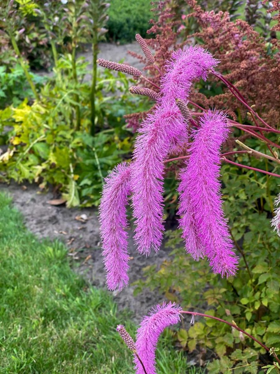Sanguisorba hakusanensis Lilac Squirrel 1 stykk Nyhet