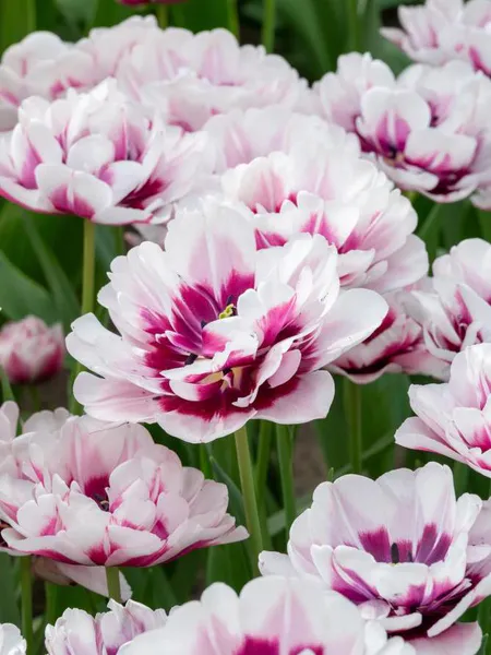 Hovedbilde Tulipan La Delicatesse 5 stykk Nyhet