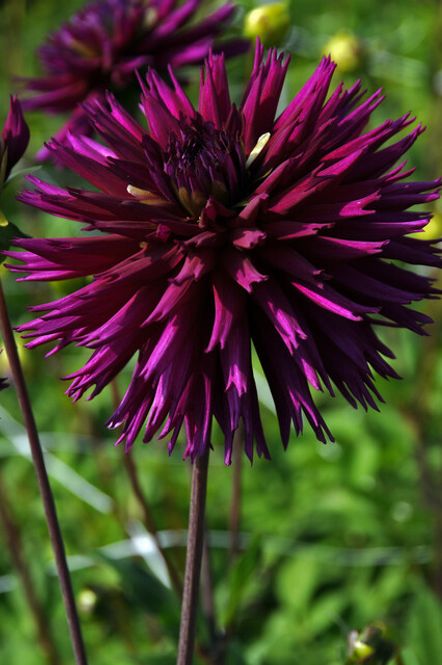 Hovedbilde Dahlia Ambition Nyhet 2027