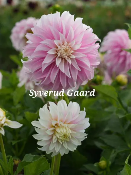Hovedbilde   Dahlia Verones DF Nyhet 2026