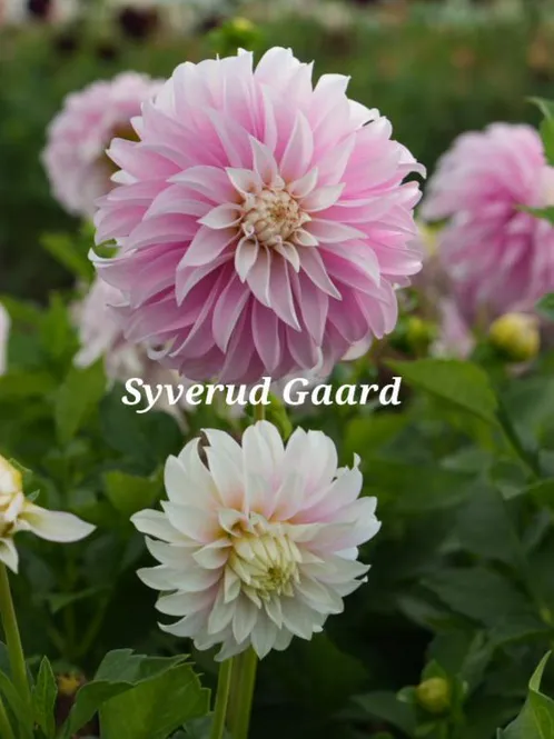 Hovedbilde Dahlia Verones DF 