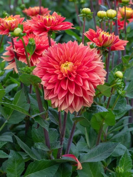 Hovedbilde Dahlia Sunset Tropicana Nyhet 2026