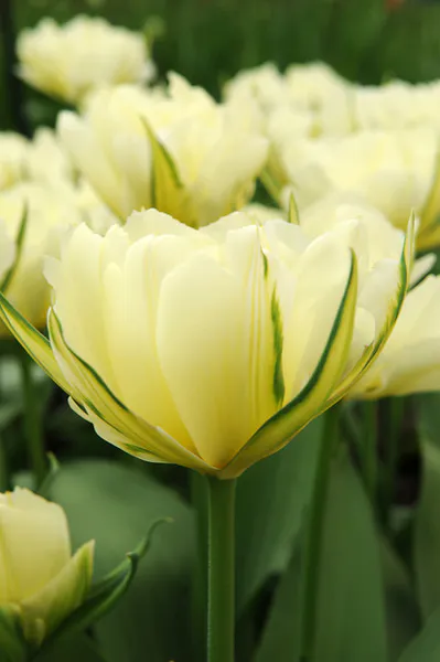 Hovedbilde Tulipan White Valley 7 stykk 